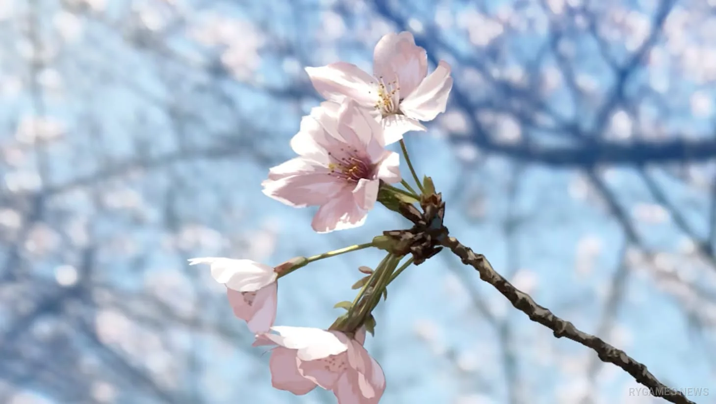 Cuplikan bunga sakura